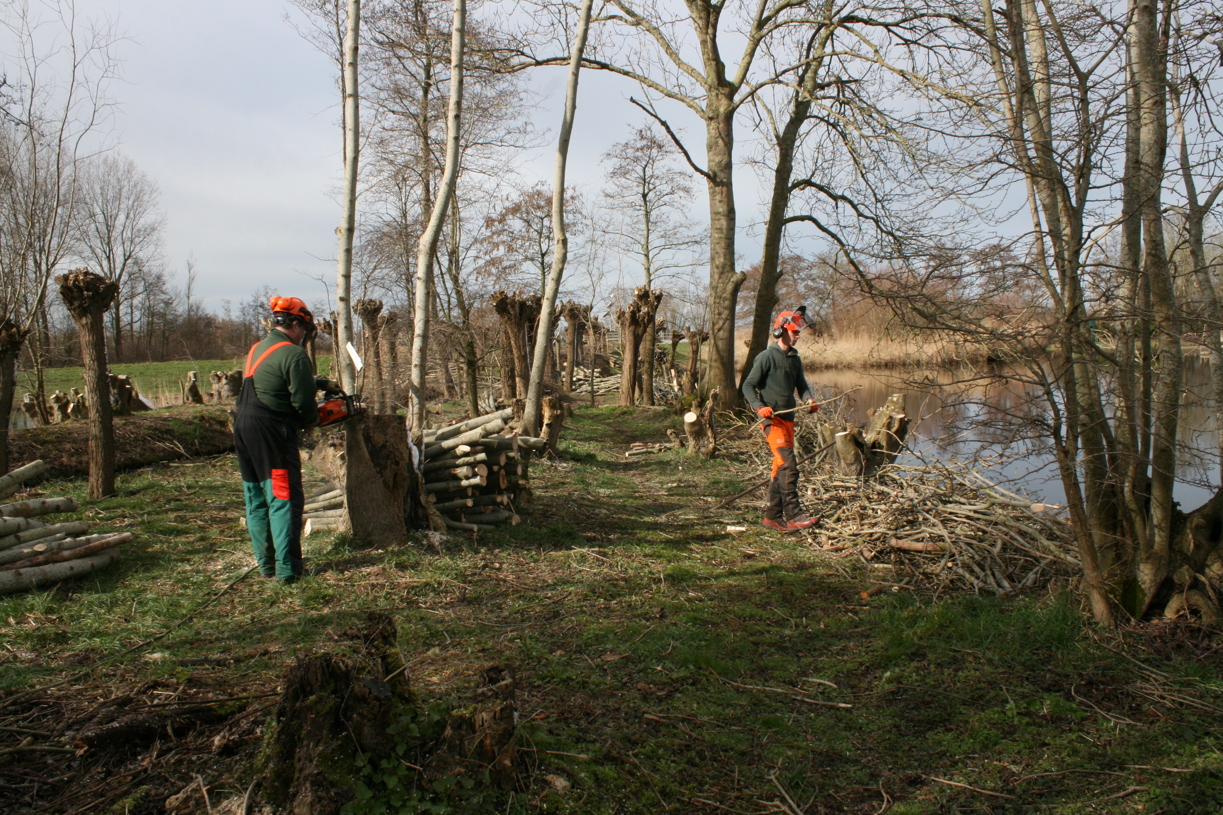 Knotploeg (Spookverlaat). Foto van Margot Klingers.